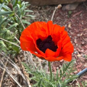 Meet your Posher, Tianna